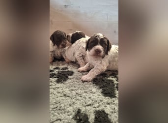 Lagotto Romagnolo Welpen mit Abstammungsnachweis