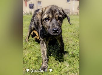 Gigi und Giselle suchen ein Zuhause