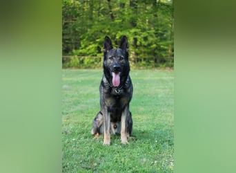4 jähriger DSH in grau IGP 3, SV Papiere sucht ein neues zu Hause