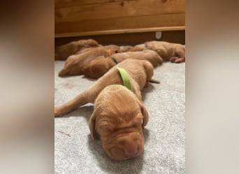 Reinrassige Magyar Vizsla Welpen mit Papieren – abzugeben ab 19.09.25