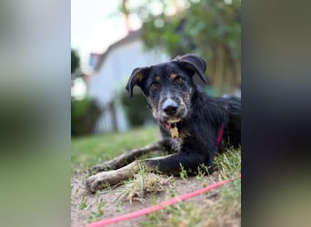 Hundedame BENI auf PS in 76829 Landau