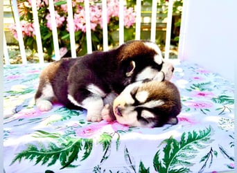 FCI Pedigree Blue Eyed Black & White Siberian Husky Champion Puppy