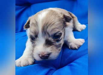 Bezaubernde Welpen aus Bolonka Zwetna und Pomeranian (Zwergspitz)