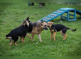 Tina: Traumhund sucht Traumzuhause
