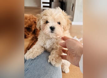 Maltipoo Pudel Malteser