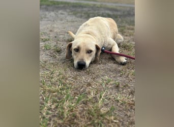 Max, geboren 08.06.2024, 55cm sucht sein Zuhause