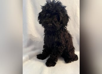 Wunderschöne Mini/Medium Goldendoodle Hündin in schwarz-braun zu verkaufen 6 Monate alt max.38cm
