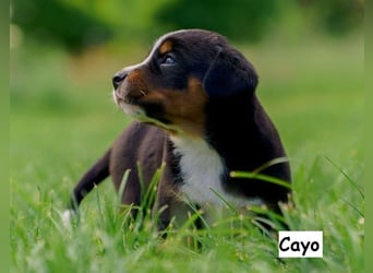 Appenzeller Sennenhund Welpen
