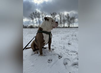 Amerikanische Bulldogge sucht ein zuhause