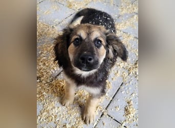 Julio ❤️ sozialer Jungrüde sucht dich!