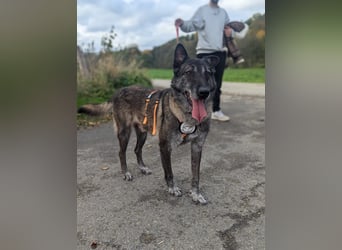 Nelson ein toller Hollandse Herder Mix
