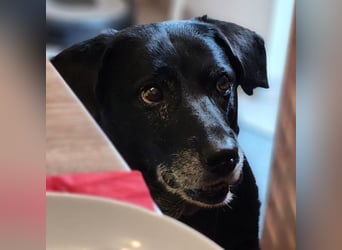 Dhalia - auf PS in 53797 Lohmar - liebe, freundliche Hundedame