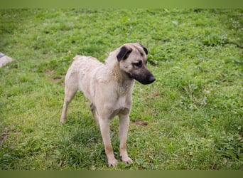 Vito: Junghund sucht ein Zuhause