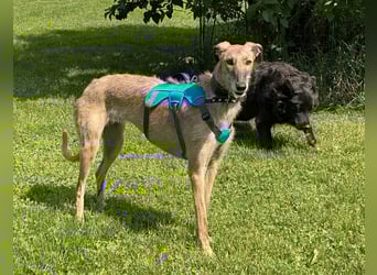 schüchterne Galga Blaze (Tierschutz)