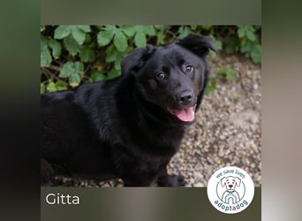Gitta: Lebensfreude auf vier Pfoten