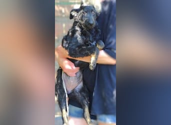 LARA Hundebaby in Lebensgefahr