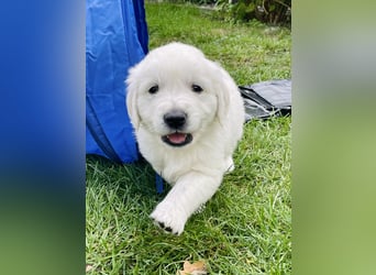 Golden Retriever Welpen vom Züchter – liebevoll & familiär aufgezogen
