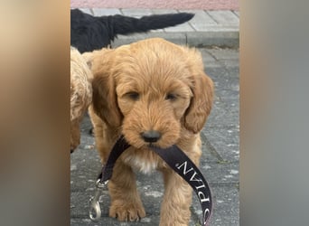 Aussiedoodle / Aussiepoo  F1b