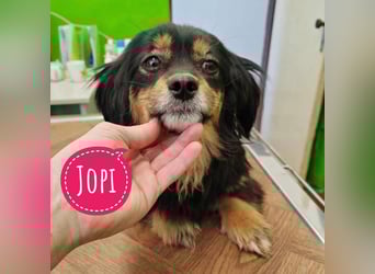 Jopi eine kleine Lady