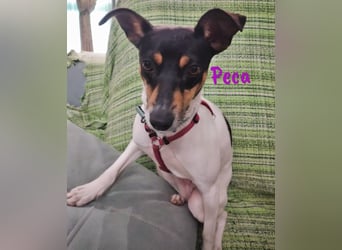 Peca 09/2023 (ESP Pflegestelle) - sanfte und zärtliche, kleine Ratonero Bodeguero Andaluz Hündin!