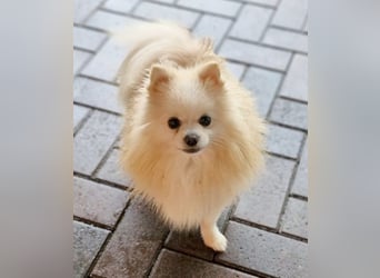 32 Pomeranian- Mädels und Buben (Zwergspitze)