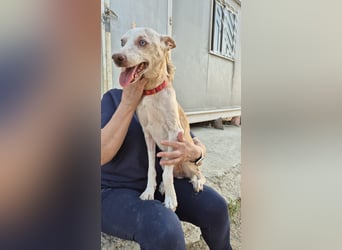 Dylan, sucht sein großes Glück