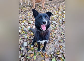 Charmanter LEWI ist ein lustiger und freundlicher Hundebub