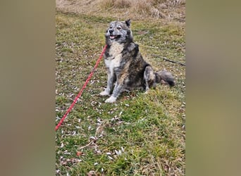 Lupo, ruhiger und ausgeglichener Rüce