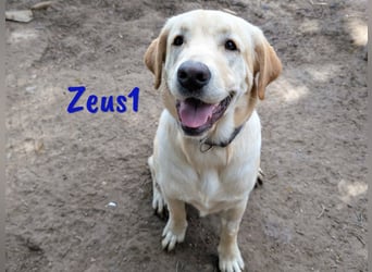 Zeus1 geb. 08/2024 (ESP) - sportlicher und cleverer, junger Labrador!