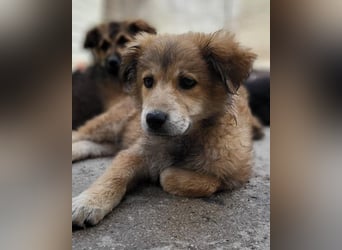Fiete ❤️ verschmuster, offener Hundejunge