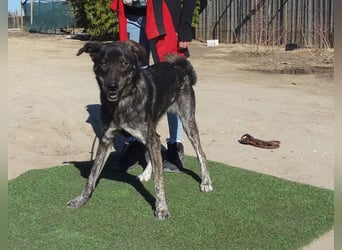 Elfie, Schäferhund-Mix, lieb und verträglich