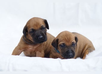 wunderschöne Rhodesian Ridgeback Welpen ! ! ! absolut vitale und einwandfreie kleine Engel