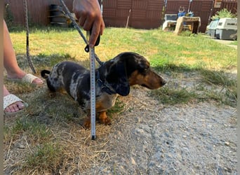 Rocky, geboren 06.2023, 27cm sucht sein Zuhause