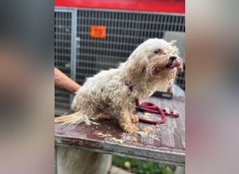Boglarka, Senior Malteser Mädchen sucht ein liebevolles Zuhause geb. 2014