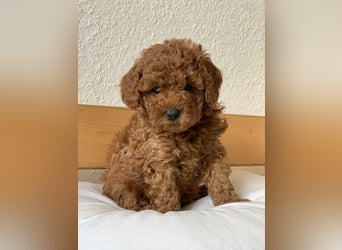 Bezaubernde Cavapoo-Welpen suchen ein liebevolles Zuhause