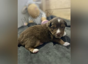 Mini Australien Shepherd Welpen suchen Traumzuhause