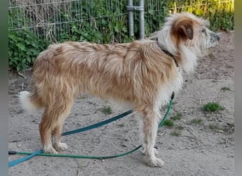 EDDI 3 J., kastr., ist auf der Suche nach seinen Herzensmenschen