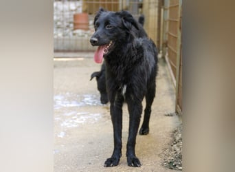 Schnuckelige DAYA hat das Potential zum Herzenshund