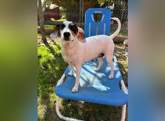 Terrier-Mix Peppa (Tierschutz)