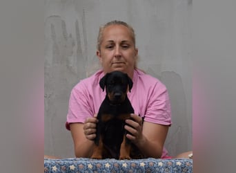FCI Dobermann Welpe aus Championlinie – Nebula Nero di Angelo