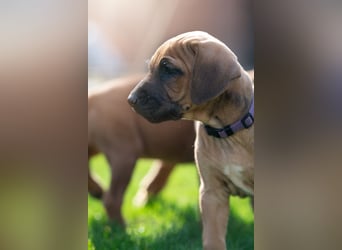 Rhodesian Ridgeback Welpen