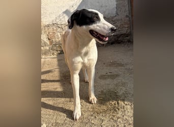 GEORGIA, Hündin, knapp 2 Jahre, 52cm, Mischling, Tierschutz