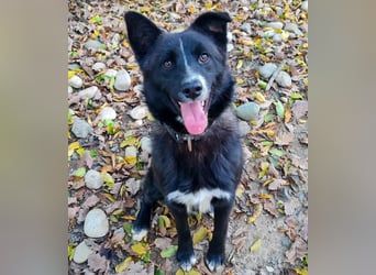 Freundlicher LEWI ist ein absoluter Gute-Laune-Hund