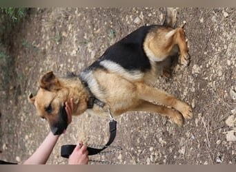 Kyra- verzweifelte Schäferhundmix - Dame