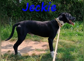 Jeckie geb. ca. 01/2021 (GRC) - ausgeglichener, lieber und wunderschöner Rüde!