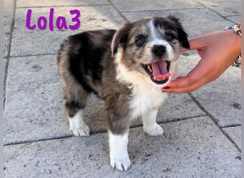 Lola3 geb. 05/2025 (ESP) - clevere Border-Collie-Mix Welpin!