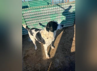 Bandit - freundlicher Schmusebär