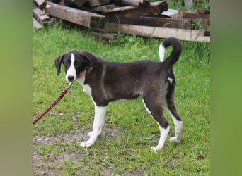 Stella - Familienanschluss gesucht