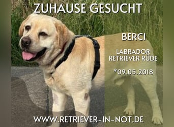 Berci – Ein lieber Schatz auf der Suche nach seinem Für-immer-Zuhause!