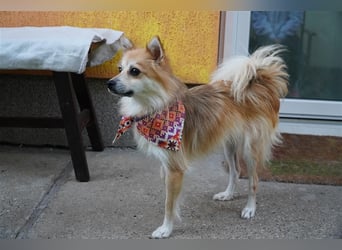 Foxy-SR, Sonnenanbeterin sucht Zuhause!